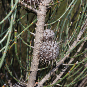 Allocasuarina spinosissima