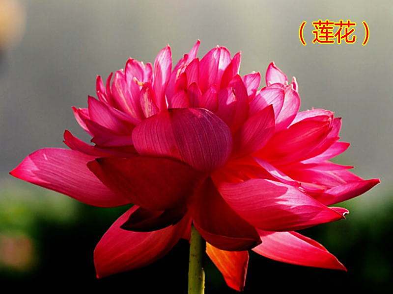 多葉紅蓮 多葉紅蓮