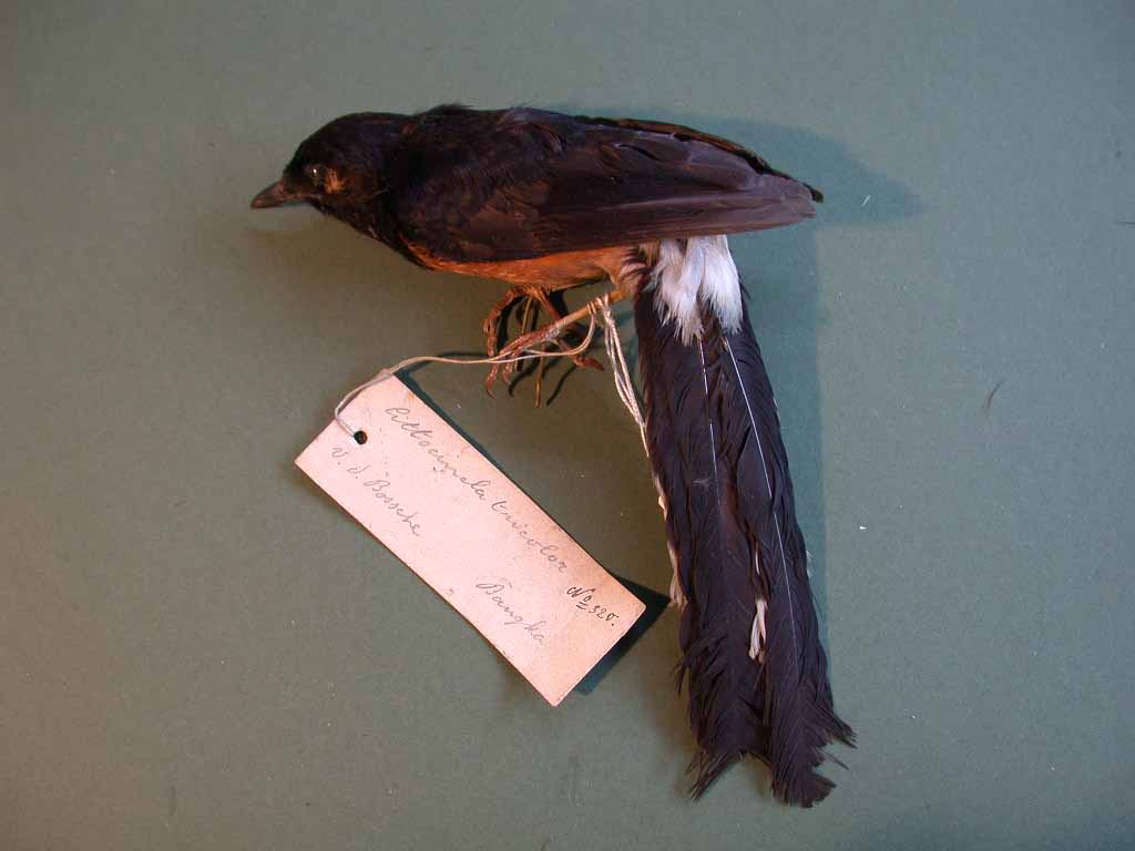 白腰鵲鴝蘇門達臘亞種