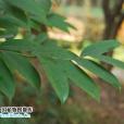 披針葉柃 披針葉柃