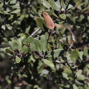 Ceanothus crassifolius