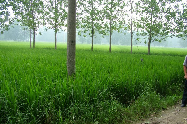 范窪井 范窪井