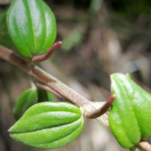 Peperomia alibacophylla