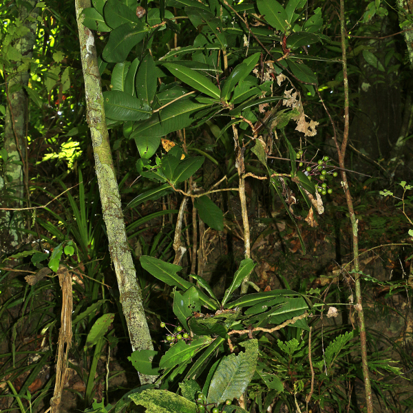 Tapeinosperma aragoense