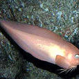 獅子魚科 獅子魚科