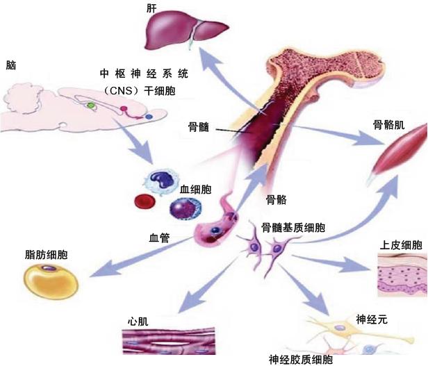 幹細胞生物工程
