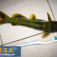 岔尾黃顙魚 岔尾黃顙魚