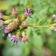 半琴葉風毛菊 半琴葉風毛菊