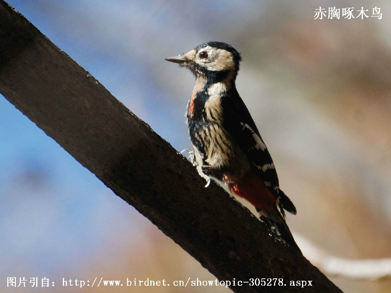 赤胸啄木鳥西南亞種