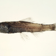 史氏眶燈魚 史氏眶燈魚