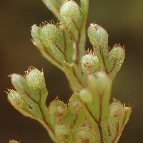 Hymenophyllum lanceolatum
