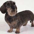 剛毛臘腸犬