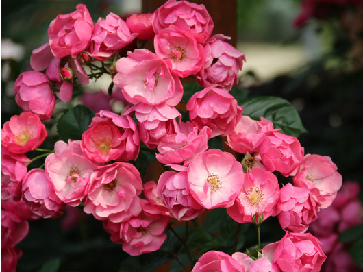漂亮新娘(薔薇科薔薇屬植物) 漂亮新娘(薔薇科薔薇屬植物)