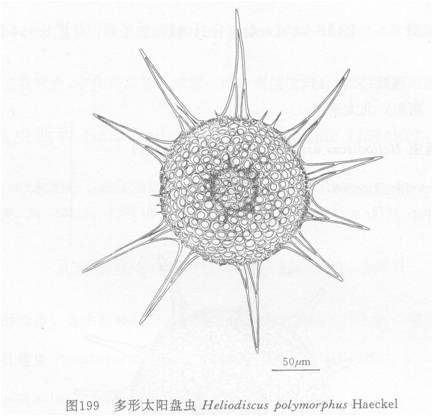 多形太陽盤蟲