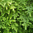 海金沙草(植物名稱) 海金沙草(植物名稱)