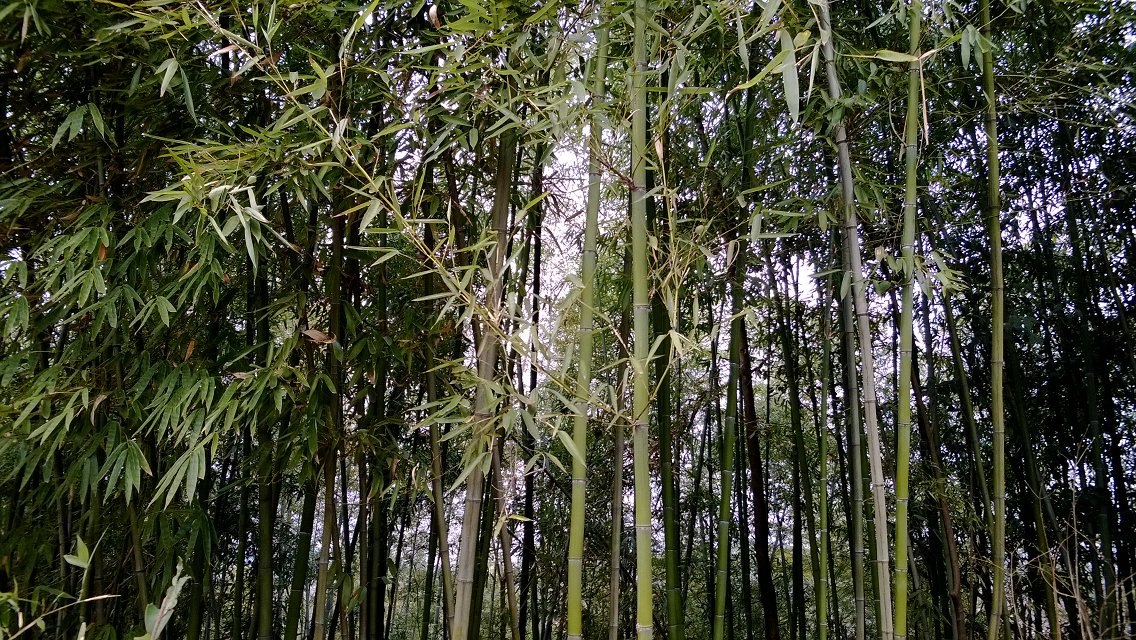 歇涼界之竹