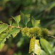 茅栗(山毛櫸目殼斗科植物) 茅栗(山毛櫸目殼斗科植物)