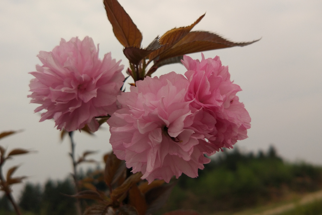 八重曙櫻 八重曙櫻