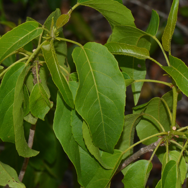 Croton inhambanensis