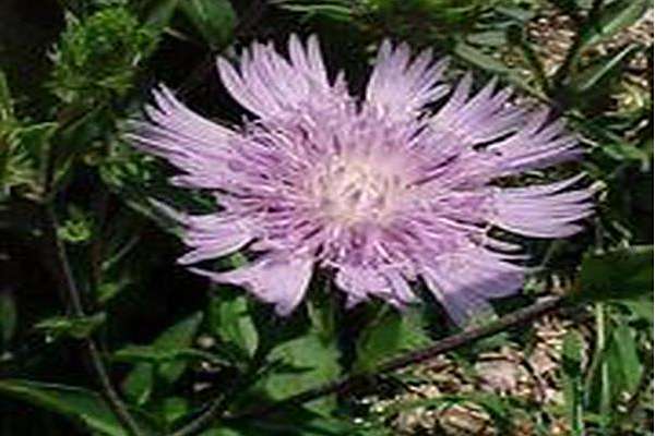 Stokesia laevis \x27Omega Skyrocket\x27