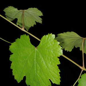 葡萄(Vitis vinifera)