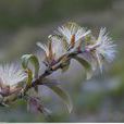 兩色帚菊 兩色帚菊