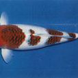 衣錦鯉魚 衣錦鯉魚