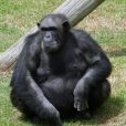 非洲黑猩猩