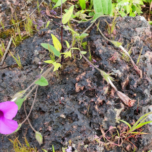 Ipomoea barlerioides