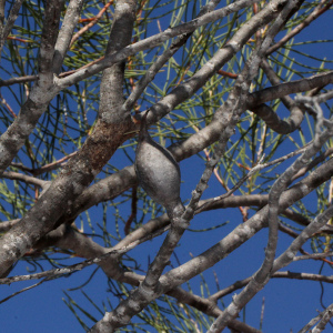 Hakea orthorrhyncha