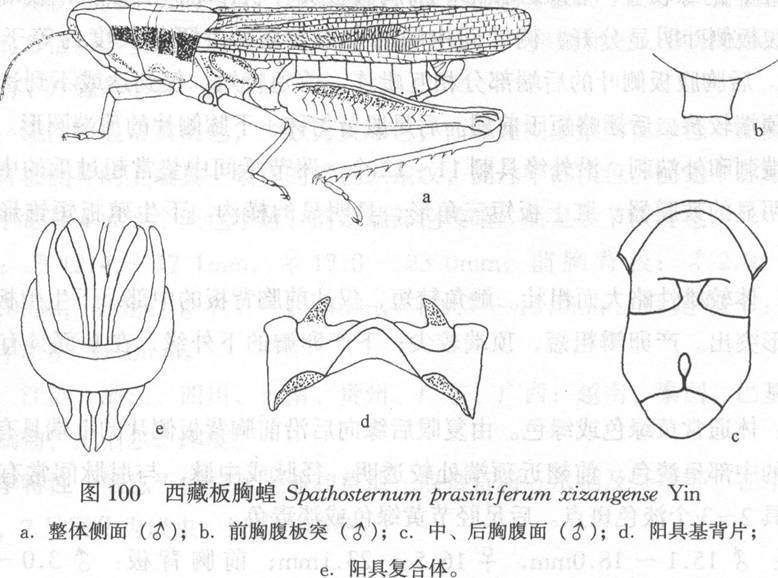 板胸蝗 板胸蝗