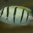 五間吊魚 五間吊魚