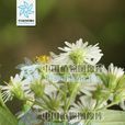 黑山紫菀 黑山紫菀