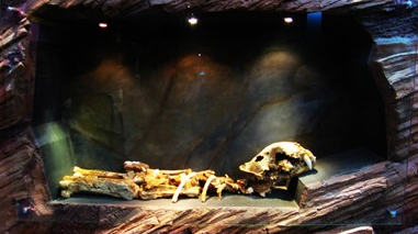 動物骨化石