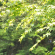 楓(夏綠喬木植物) 楓(夏綠喬木植物)