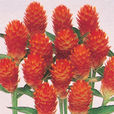 美洲千日紅 美洲千日紅