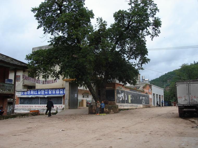 樹姐迷村 樹姐迷村