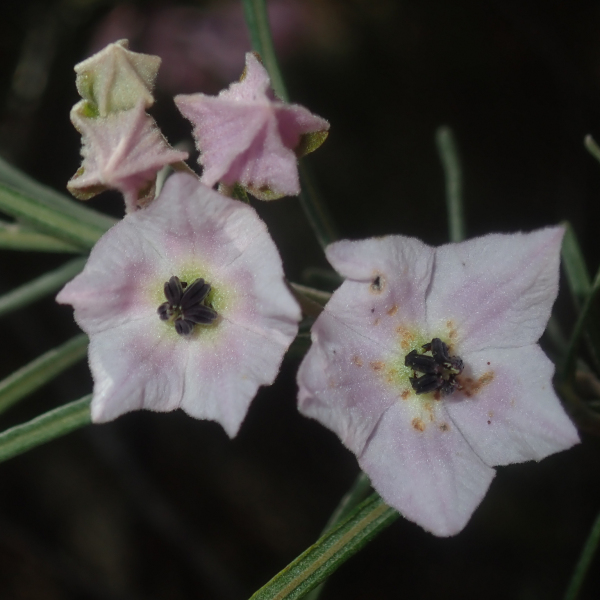 Guichenotia macrantha