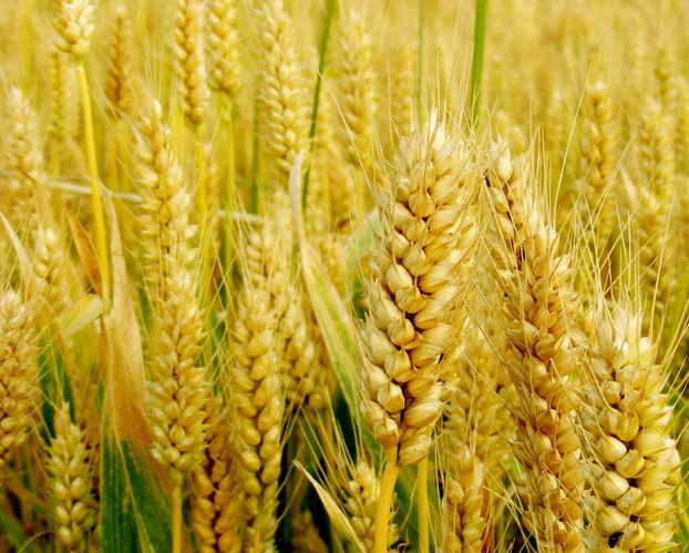 晉燕14號 晉燕14號