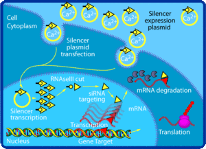 經由siRNA傳達的RNA干擾機制