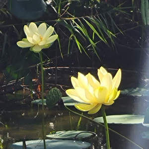 Nelumbo lutea