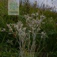 山野火絨草 山野火絨草