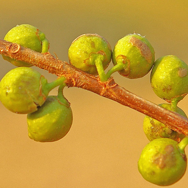 Ficus lingua