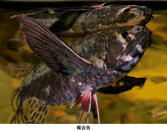 蝶齒魚 蝶齒魚