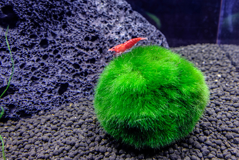 海藻球