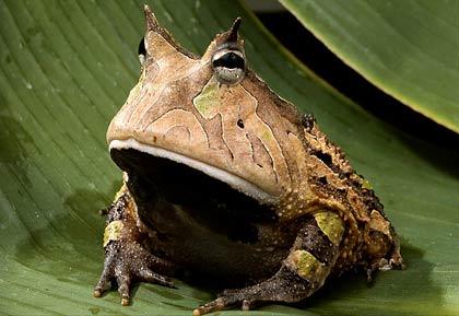 亞馬遜角蛙