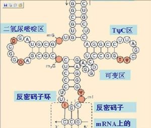 染色體碎裂