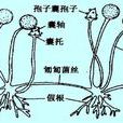 根霉 根霉