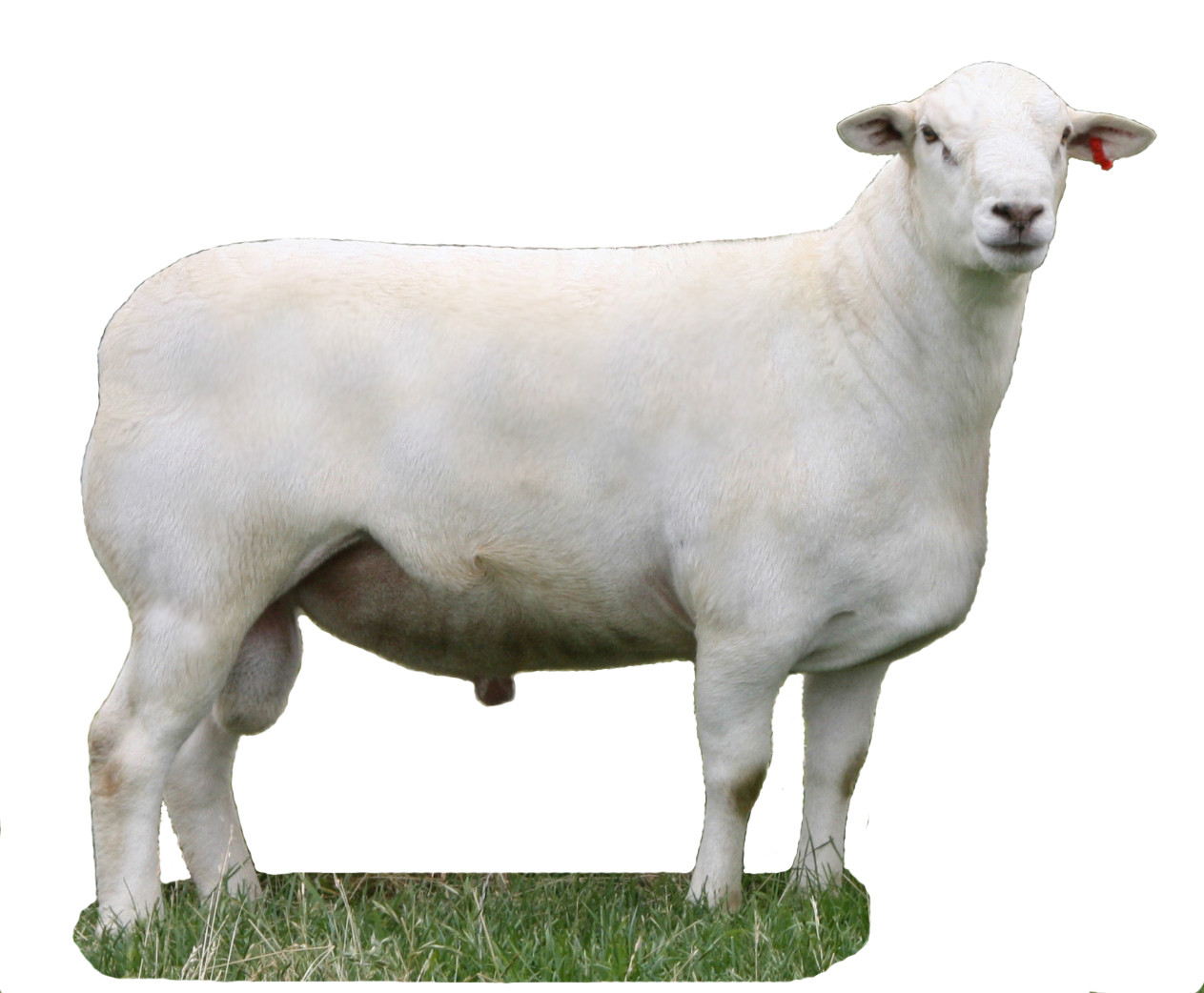 澳洲白綿羊