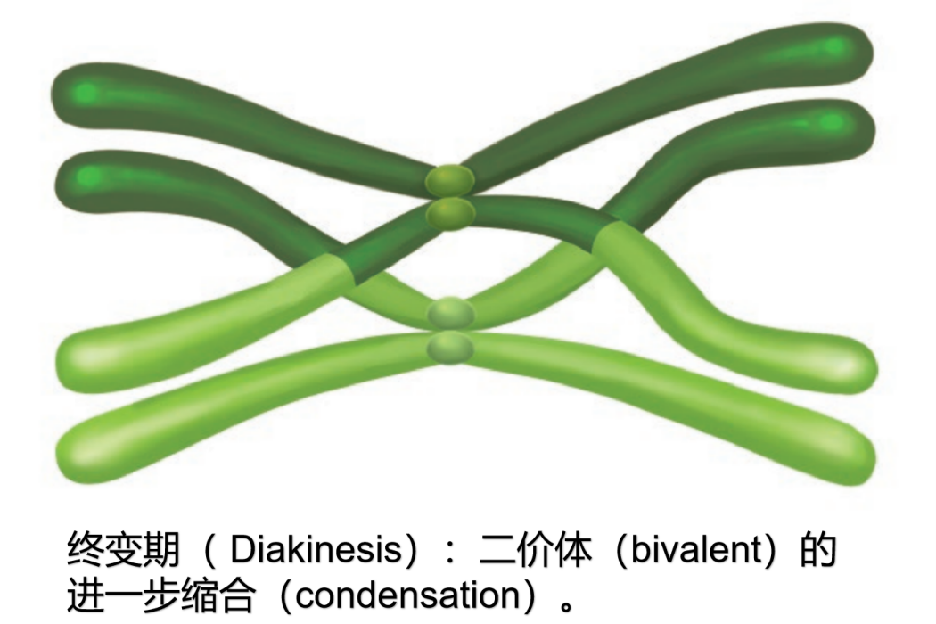 終變期(再凝集期) 終變期(再凝集期)